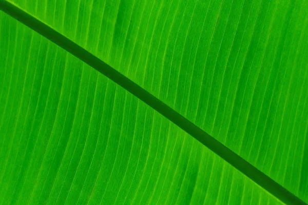 Groene bladeren. Het patroon van de achtergrond van het groene bladeren. Creatieve lay-out m — Stockfoto