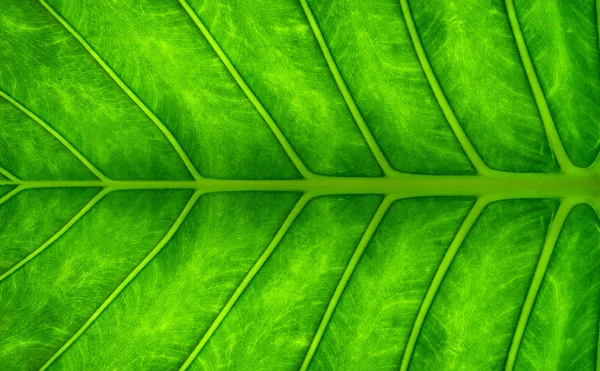 Πράσινα φύλλα. Πράσινα φύλλα υφή φόντου. Δημιουργική σελιδοποίηση m — Φωτογραφία Αρχείου