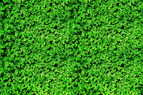 Zöld levelek. Zöld levelek háttér textúra. Kreatív elrendezés m — Stock Fotó