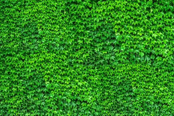 Folhas verdes. Verde deixa textura de fundo. Layout criativo m Imagem De Stock