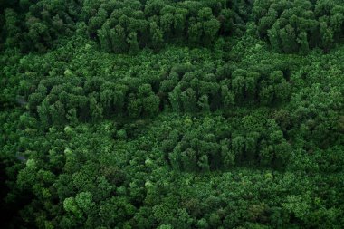 Yeşil closeup doku arka plan bırakır. Yeşil yaprakları ile olmak