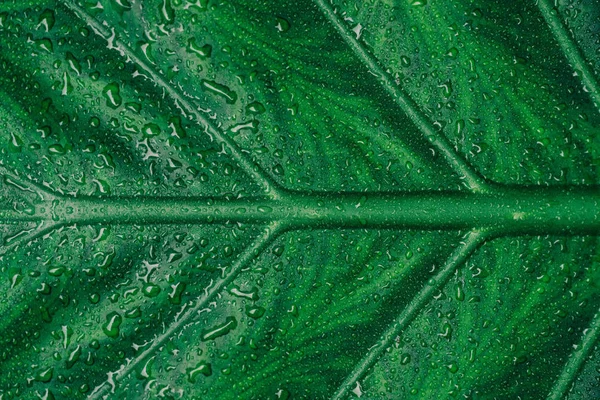 Zbliżenie zielony liści tekstura tło. Liść zielony z być — Zdjęcie stockowe