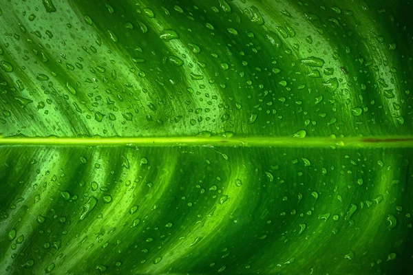 녹색의 나뭇잎 질감 배경. 녹색 나뭇잎 수 — 스톡 사진