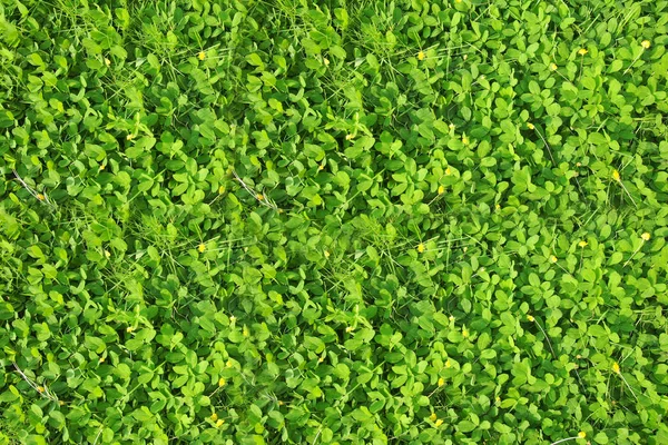 Nahaufnahme von grünen Blättern Textur Hintergrund. grüne Blätter mit sein — Stockfoto