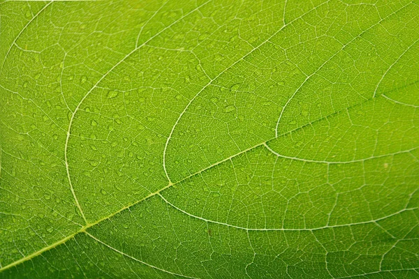 Fechar-se de folhas verdes fundo textura. Folhas verdes com ser — Fotografia de Stock