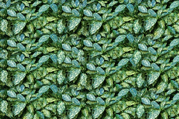 Close-up van groen laat textuur achtergrond. Groene bladeren met worden — Stockfoto