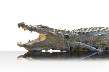 beyaz arkaplanda izole timsah.