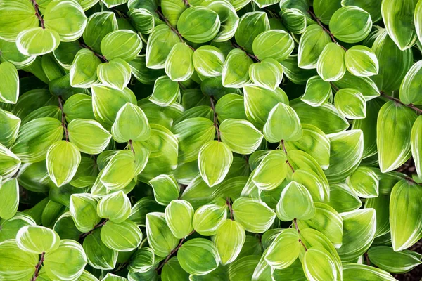 Πολύχρωμα φύλλα που χρησιμοποιούνται ως backgroun — Φωτογραφία Αρχείου