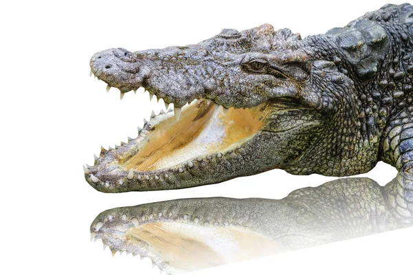 Crocodilo isolado sobre fundo branco. — Fotografia de Stock