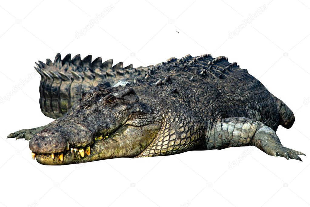 crocodile isolated on white background.