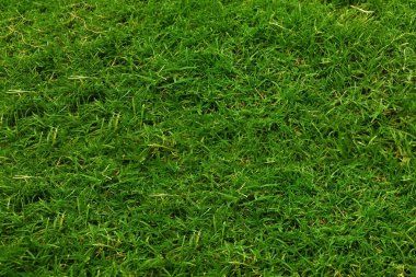 Yaprakların görüntüsü arka planda oluşturulur