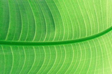 Yaprakların görüntüsü arka planda oluşturulur