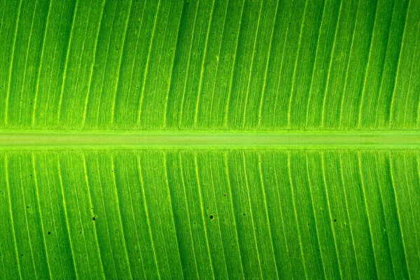 A imagem das folhas é criada no fundo — Fotografia de Stock