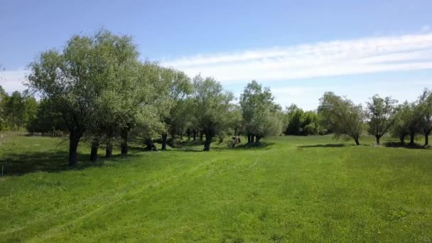 Die Ländliche Landschaft Europas Von Oben Gesehen Luftaufnahme Der Natur — Stockvideo