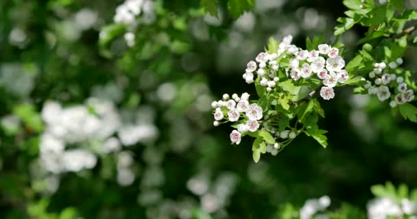 Ländliche Frühlingslandschaft Frisch Grüne Wiese Mit Blumen Kräutern Und Gras — Stockvideo