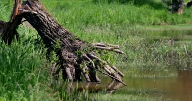Çayır güneşli güzel, yaşlı ağaçlarda.