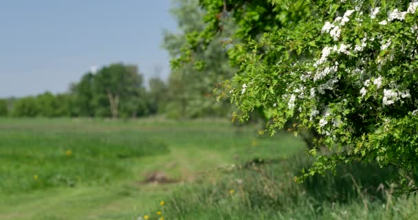 Paisaje Rural Primavera Pradera Verde Fresca Con Flores Hierbas Hierba — Vídeo de stock