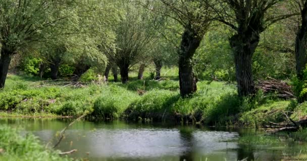 小さな川ポーランドの真ん中に Rawka — ストック動画