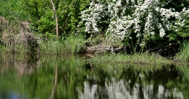 農村の春の風景 ハーブや草と新鮮な緑の牧草地 暖かい午後の光 — ストック動画