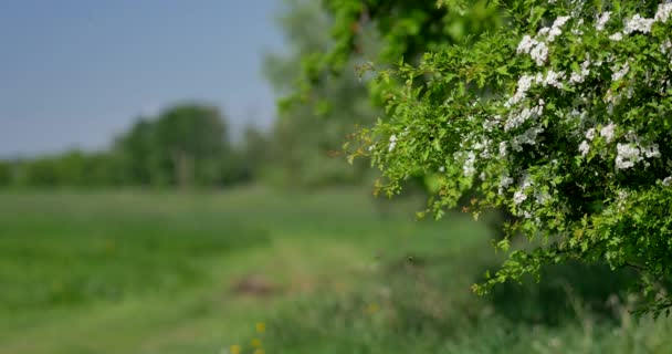 Paesaggio Rurale Primavera Prato Verde Fresco Con Fiori Erbe Aromatiche — Video Stock