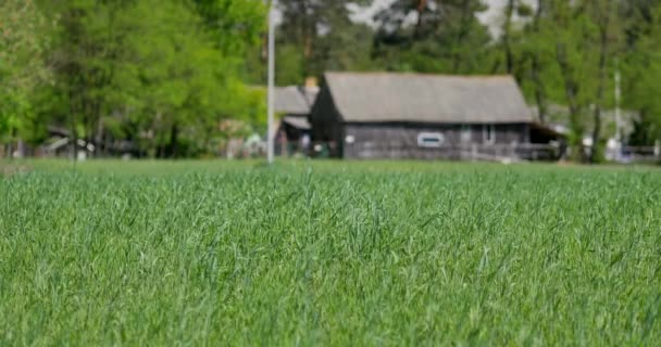 Rural Spring Landscape Fresh Green Meadow Flowers Herbs Grass Warm — Stock Video