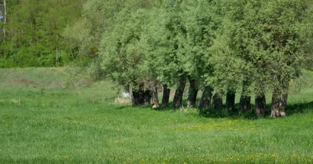 Beaux Vieux Arbres Sur Prairie Par Une Journée Ensoleillée — Video