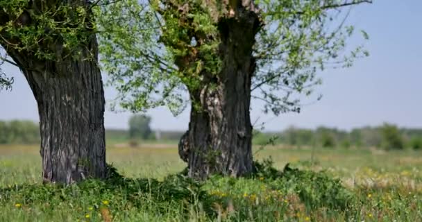 Schöne Alte Bäume Auf Der Wiese Sonnigen Tagen — Stockvideo