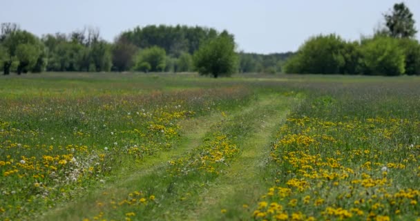 Wiejski Wiosenny Krajobraz Świeża Zielona Łąka Kwiatami Ziołami Trawą Ciepłe — Wideo stockowe