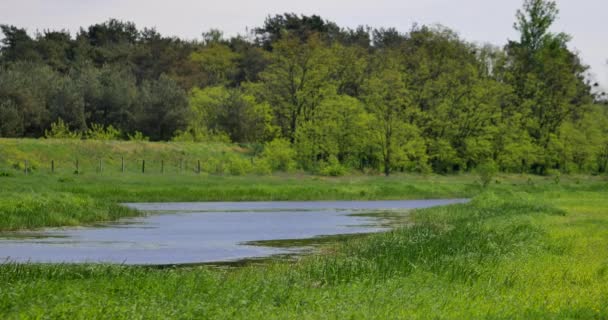 Petite Rivière Rawka Milieu Pologne — Video