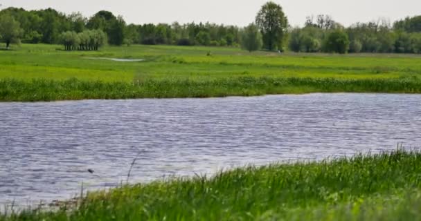 Petite rivière Rawka au milieu de la Pologne .