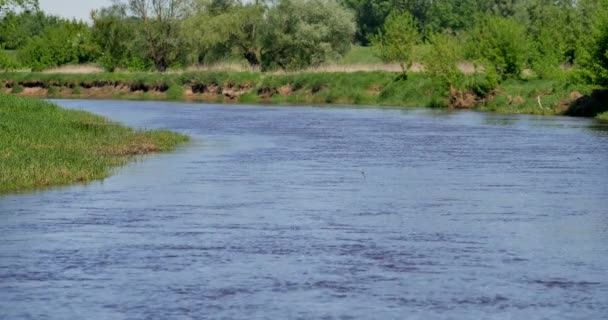 Μικρός Ποταμός Rawka Στη Μέση Της Πολωνίας — Αρχείο Βίντεο