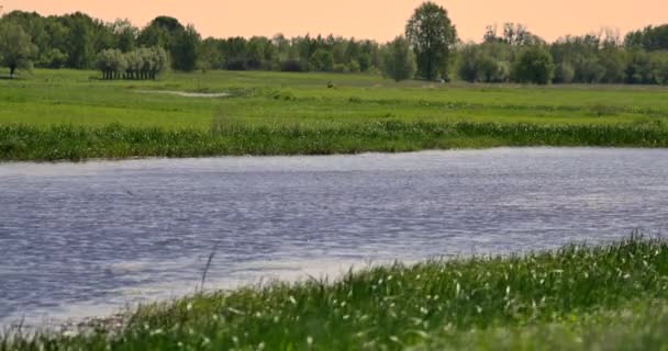 波兰中部的小河流 Rawka — 图库视频影像