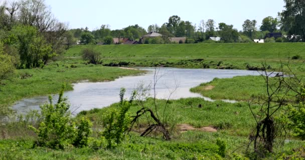 Petite Rivière Rawka Milieu Pologne — Video