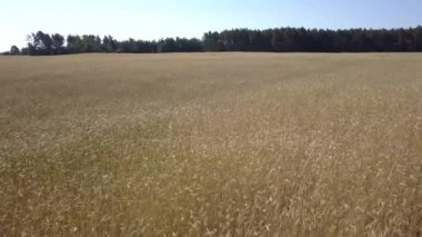 Hava alanları hemen önce hasat yabani ot dolu bardak.