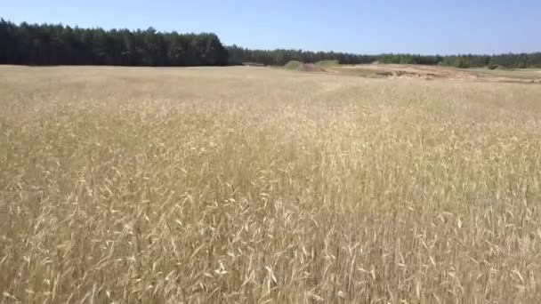 Vue Aérienne Des Champs Remplis Mauvaises Herbes Juste Avant Récolte — Video