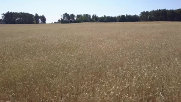 収穫する直前の雑草だらけのフィールドの空中ショット — ストック動画