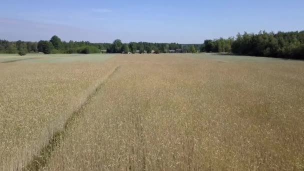 Vue Aérienne Des Champs Remplis Mauvaises Herbes Juste Avant Récolte — Video