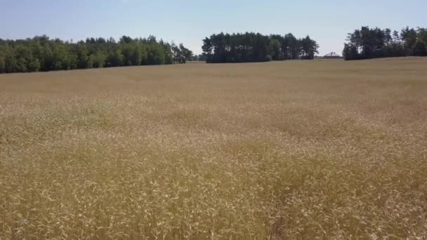 Vue aérienne des champs remplis de mauvaises herbes juste avant la récolte .