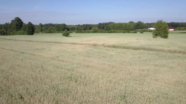 Vue aérienne des champs remplis de mauvaises herbes juste avant la récolte .