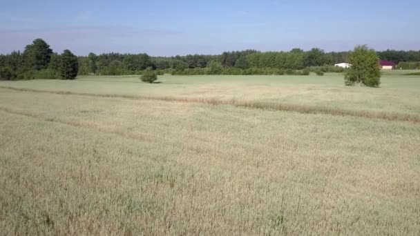 Vue Aérienne Des Champs Remplis Mauvaises Herbes Juste Avant Récolte — Video