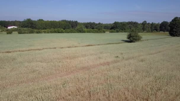 收割前满是杂草的田野空中拍摄 — 图库视频影像
