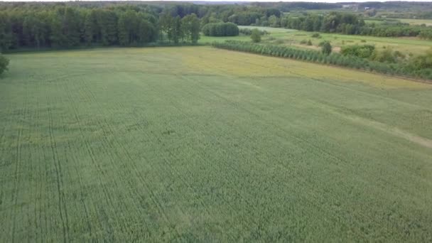 Vue Aérienne Des Champs Remplis Mauvaises Herbes Juste Avant Récolte — Video