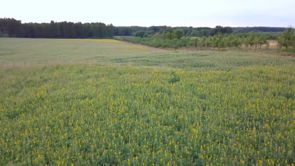 收割前满是杂草的田野空中拍摄 — 图库视频影像