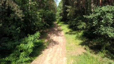 Ormandaki kişi POV binicilik bisiklet. Pürüzsüz flycam/gimbal atış spor aktivite.