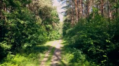 Ormandaki kişi POV binicilik bisiklet. Pürüzsüz flycam/gimbal atış spor aktivite.