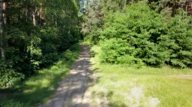 Ormandaki kişi POV binicilik bisiklet. Pürüzsüz flycam/gimbal atış spor aktivite.