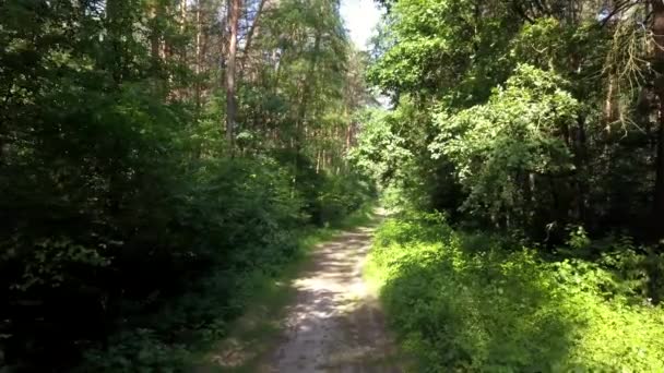 Pov의 숲에서 자전거를 타고입니다 스포츠 활동의 부드러운 Flycam — 비디오