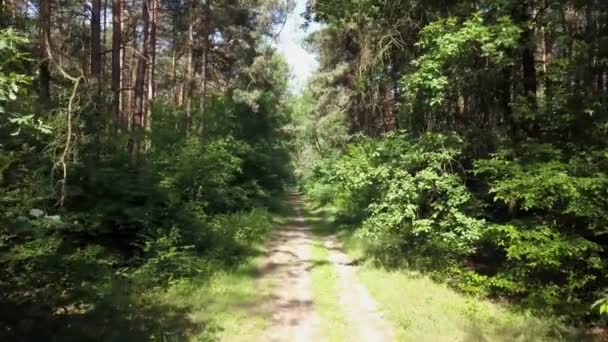 Pov Pessoa Andar Bicicleta Floresta Flycam Liso Tiro Gimbal Atividade — Vídeo de Stock