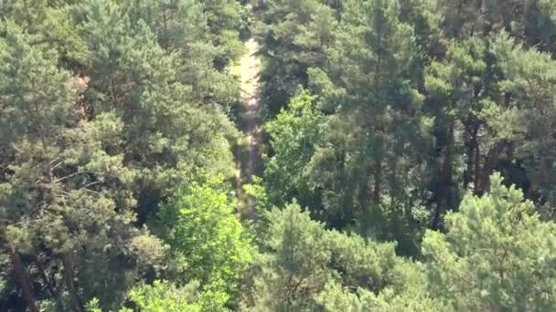 Imagens Aéreas Floresta Primavera — Vídeo de Stock