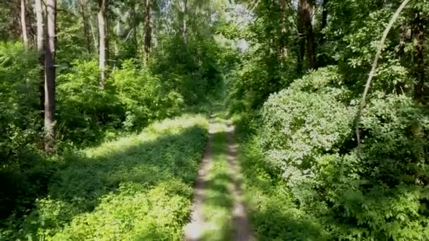 在森林里骑自行车的人的视角 运动活动的平滑 Flycam 框架射击 — 图库视频影像